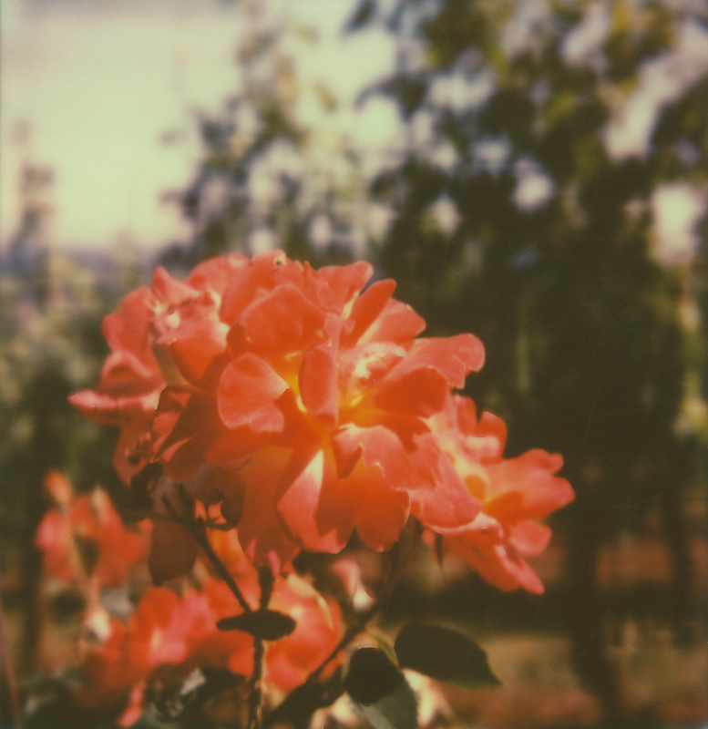 roses in the vinyard two