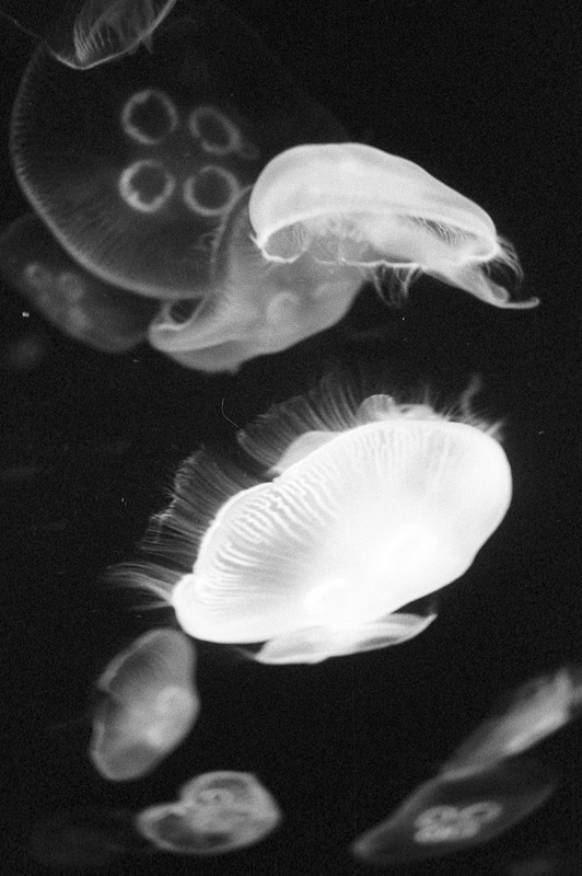 jellyfish two