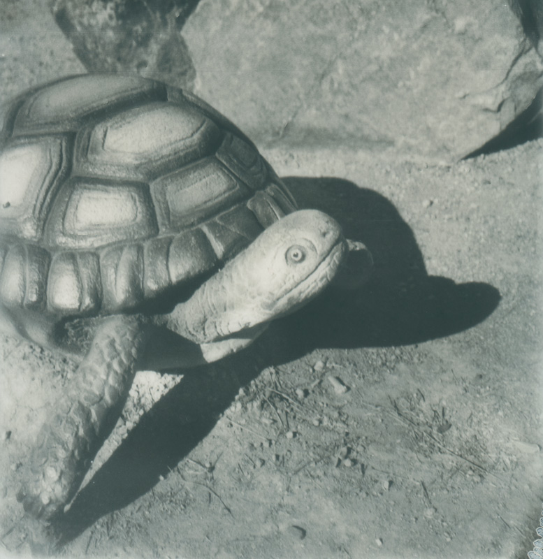 stone turtle