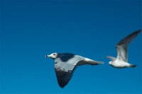 seagulls of doom