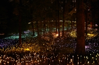forest of light one