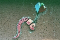 buoyant earthworm