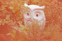 decorative owl